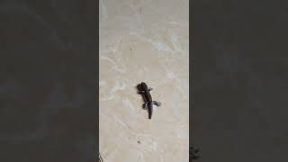 🥰BABY GECKO🦎 1Sub Thanks