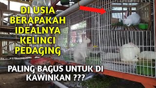 USIA PALING IDEAL KELINCI PEDAGING UNTUK DI KAWINKAN