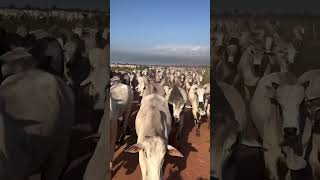 Cattle Farming Worldwide trend.          #cow #farming #animals #pets #shorts