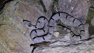 Crotalus lepidus klauberi