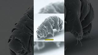 This creature can live in space… #alternateworld #space #tardigrades