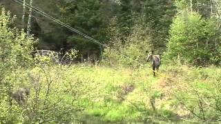 Moose in Algonquin Park