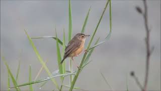 zitting cisticola