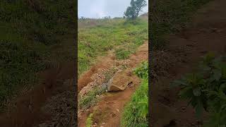 Uphill to pandava betta #trekking #travelvlog #chillvibes #sakleshpur #hills  @hermis_footprint304