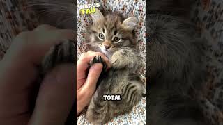 5 FAKTA MENARIK TENTANG KUCING ‼️ #shortsvideo #kucing