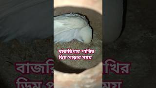 বাজরিগার পাখির ডিম দেওয়ার আগের মুহূর্ত#budgies#viralvideo#shortsfeed#entertaint@BirdsLifestyle-j8z