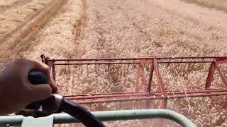 Búza aratás/Wheat Harvest, Claas Mercur (2019)