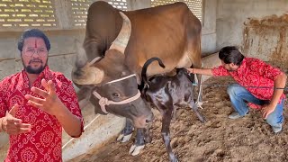 हम चले नयी गौमता ढूँढने😀😀😀 #baawalechorevlogs #cowlover #cowvlog #baawalechorenewcow #desicow