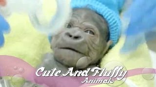 Baby Gorilla Born in Rare C section