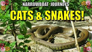 Cats and Grass Snakes! A quickie vlog.