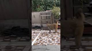 Monkey menace in Delhi-Full family drama