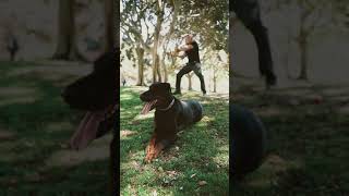 Bad BOY 🔥 | #attitudestatus  #doberman #shorts #funnyvideo