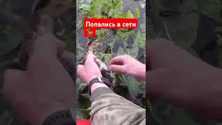 Попасть в сети браконьеров! Утка 🦆 уточка сети браконьеры #рыбалка