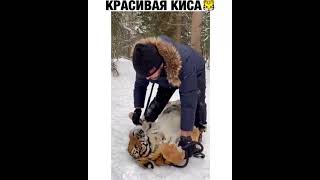 КРАСИВАЯ КИСА!