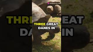 Aldabra Giant Tortoise animal quality 5 amazing facts Please Subscribe now 👈 #facts