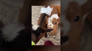 Subscribe for Daily Content !! Cutest Funny Baby Goats🥰🥰 Video Compilation