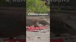 The Top 5 Most Unique In Indonesia #aboutfive360 #visitindonesia #top5indonesia