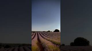 Brihuega - campos de lavanda