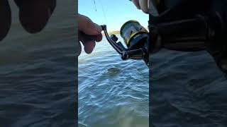 Perfect size redfish under this bridge