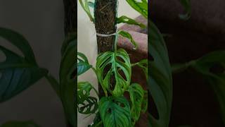 Broken heart 💔 plant#best indoor plant#grow from cutting#garden#shorts