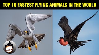 Top 10 Fastest Flying Animals in the world