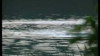 The secret otters of Haddo Lake.wmv