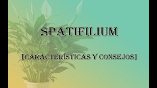 [JARDINERIA] - Spatifilium