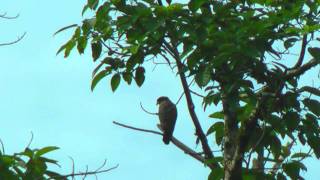 Eagle, Crested Serpent - Spilornis cheela