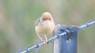 Golden Headed Cisticola