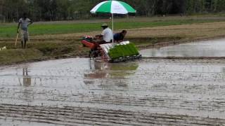 VST Rice Transplanter  Mongladoi,  District  Darrang