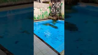 #air #sumber #kolam #djpopxojodibandingkefullbass