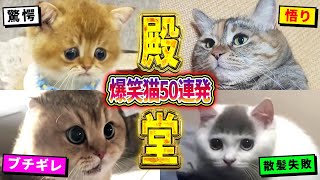 【2ch動物スレ殿堂入り猫編】ツッコミどころ満載なおもしろ猫動画50連発！Part5（鳴き声、しゃべる、子猫、かわいい）