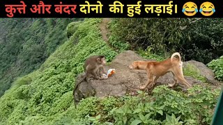 कुत्ते और बंदर की हुई खतरनाक लड़ाई।। 😂😂😂