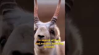 Saiga Antelope: Curved-Horn Nomads of the Steppe | Tales of the Grasslands