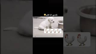 الكلب نسي حالو انه كلب