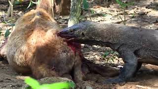 Komodo Dragons Devour Antelope ALIVE! 👀😯