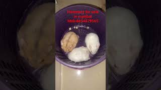 hamsters for sale in mumbai #pets #mumbai #hamsterbabies #forsale #hamsterbreeding #petsforsale