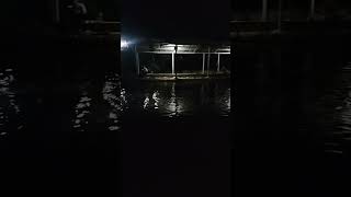 Mancing malam #upanputih #umpanikanmas #umpanjitu