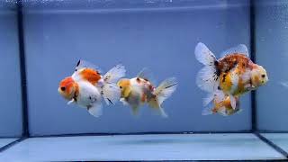 Thai Oranda Rose Tail Calico - High Quality