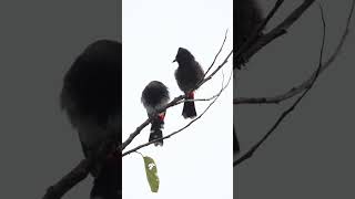 #redventedbulbul #selfcare #morningvibes #birds #birdslife #birding #urbanwildlife #4k #love #bond