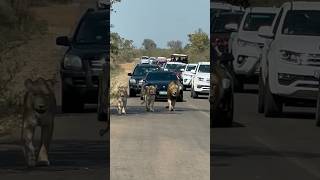 Lions Road Blocked #shorts