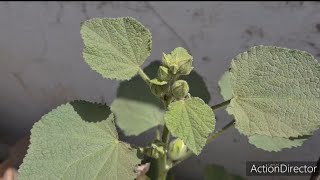 Marsh mallow. khatmi. खतमी। خطمي.