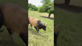 Touros de rodeio Brutos #pecuária #tourosderodeio #rodeio #brutos #rodeo #rodeovideos #country #pbr