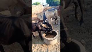 Amazing Buffalo video in village subscribe my channel #goat #youtubeshorts #ytshorts #shorts