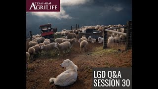 FB LGD Q & A Session 30