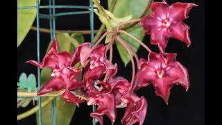 A Visit With Hoya onychoides New AH 307