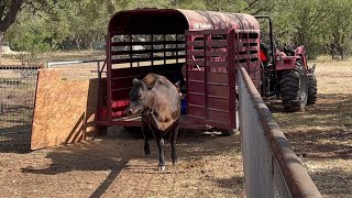 Smokey Saga Part 1...attempting to separate our calf.