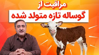 مراقبت از گوساله های تازه متولد شده Care of the newborn calf