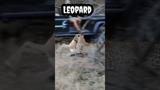 Leopard #shorts #viral #trending