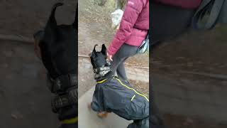 Доберман Бруно🐕 в поисках кошек 😺 и 🐕🐕🐕🐕🐕